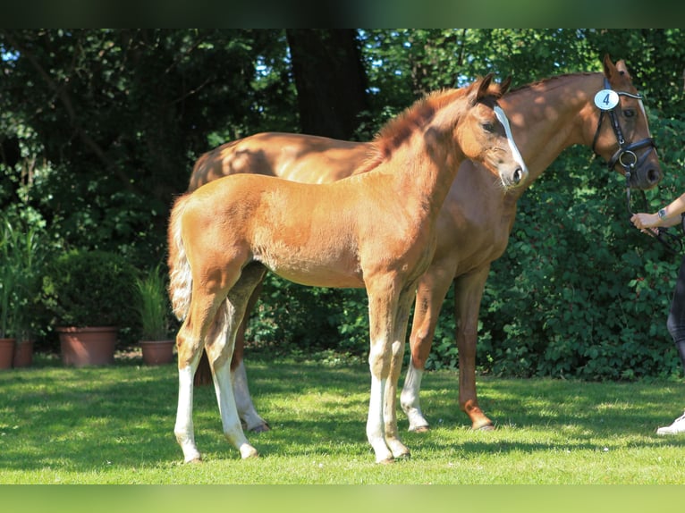 Hannoveraan Merrie veulen (04/2024) Donkere-vos in Dannenberg (Elbe)