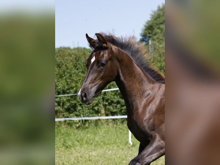 Hannoveraan Merrie veulen (03/2024) Donkere-vos in Vöhl