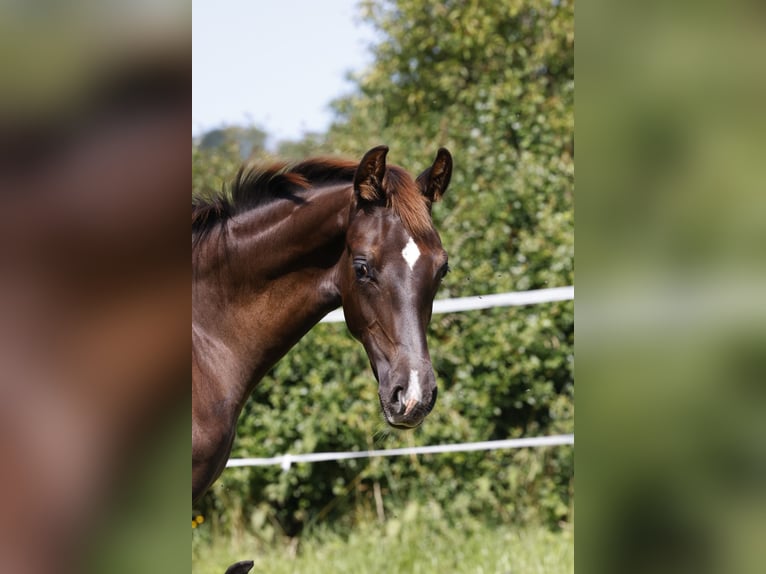 Hannoveraan Merrie veulen (03/2024) Donkere-vos in Vöhl