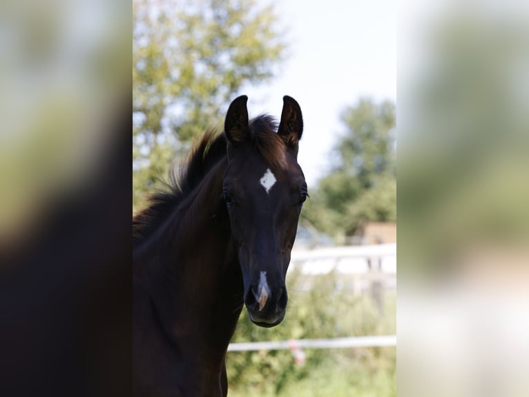 Hannoveraan Merrie veulen (03/2024) Donkere-vos in Vöhl