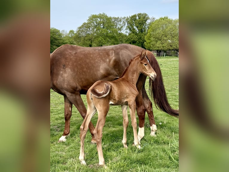 Hannoveraan Merrie Veulen (05/2026) Donkere-vos in Salzhausen