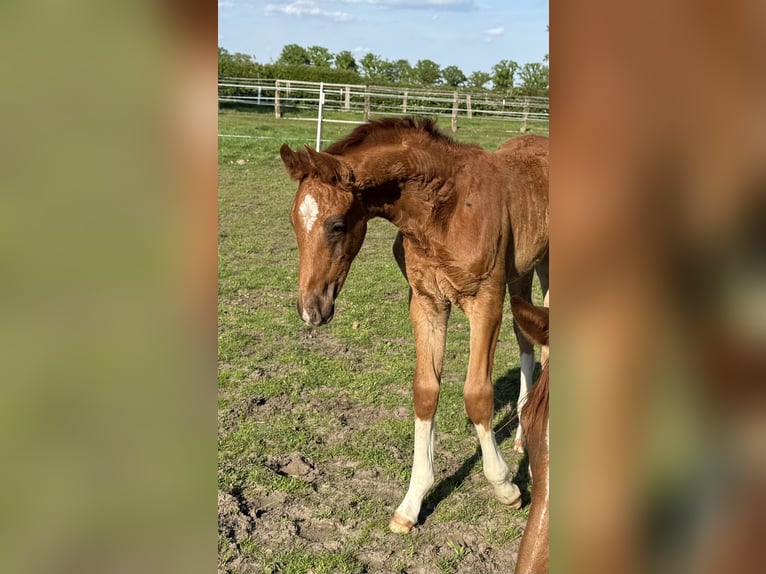 Hannoveraan Merrie  Donkere-vos in Schwarmstedt