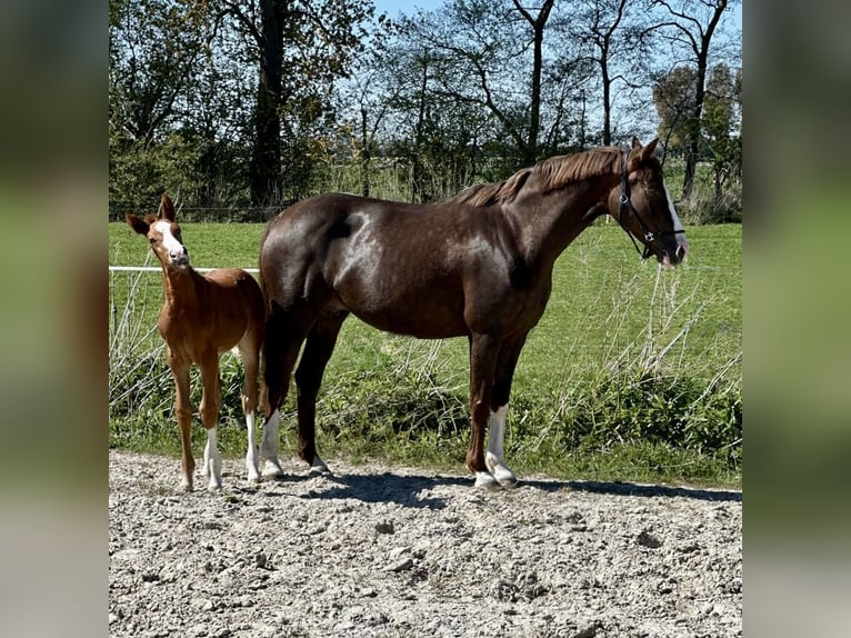 Hannoveraan Merrie Veulen (01/2026) Donkere-vos in Vechta