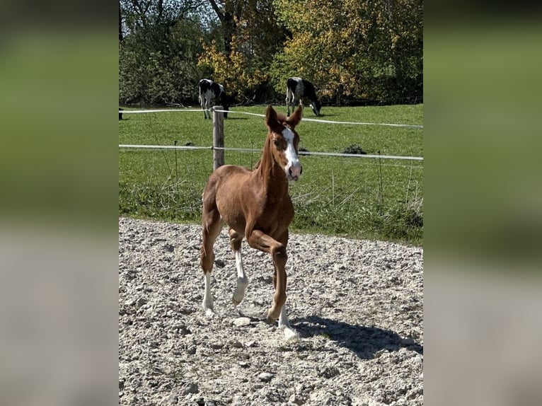 Hannoveraan Merrie Veulen (01/2026) Donkere-vos in Vechta