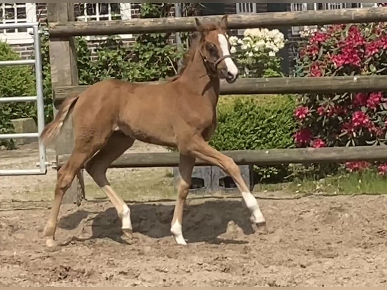 Hannoveraan Merrie veulen (03/2024) Donkere-vos in Westerstede