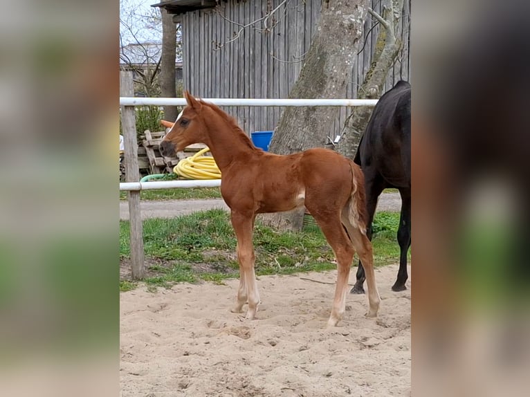Hannoveraan Merrie  Donkere-vos in Wurster Nordseeküste