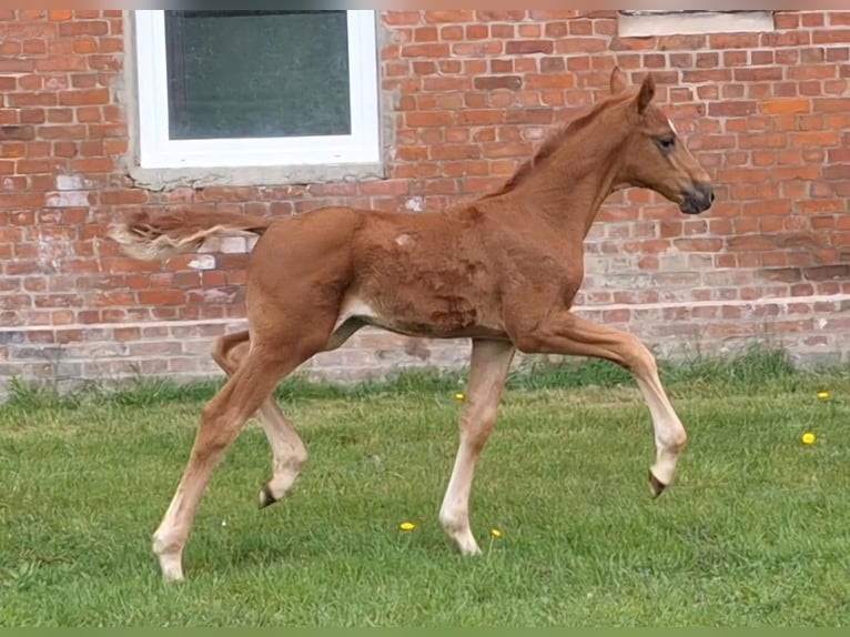 Hannoveraan Merrie  Donkere-vos in Wurster Nordseeküste