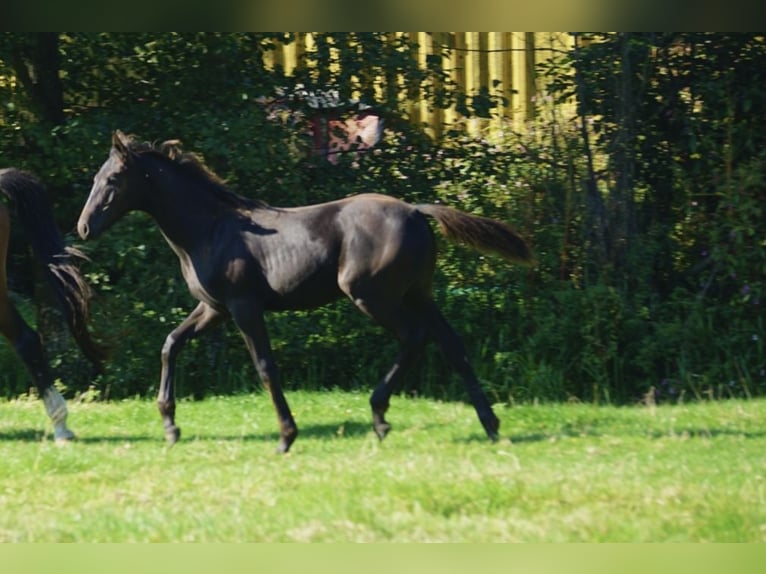 Hannoveraan Merrie  in Osten