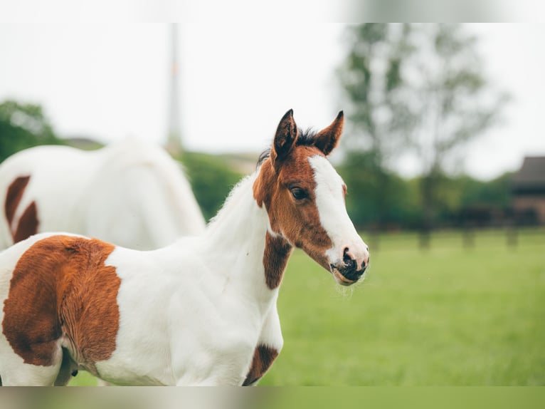 Hannoveraan Merrie  Gevlekt-paard in H&#xFC;nxe