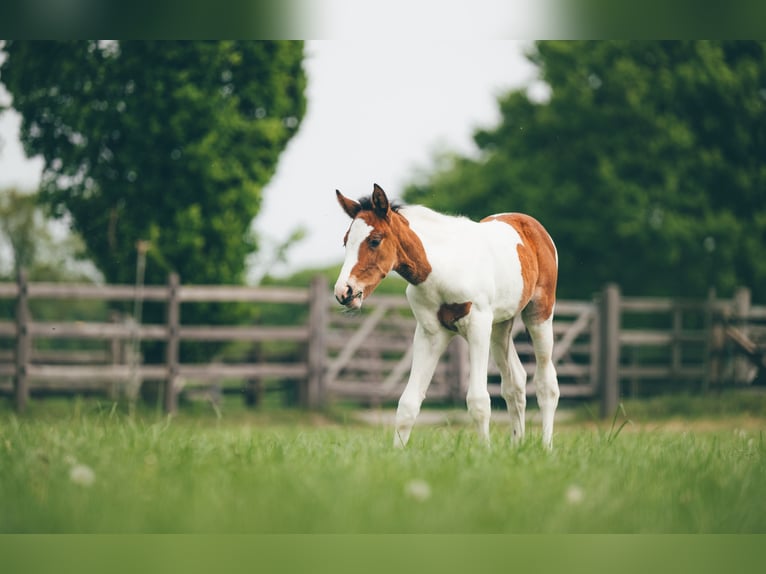 Hannoveraan Merrie  Gevlekt-paard in H&#xFC;nxe
