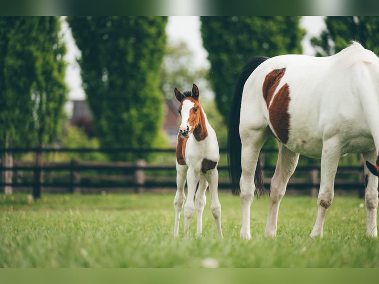 Hannoveraan Merrie  Gevlekt-paard in H&#xFC;nxe