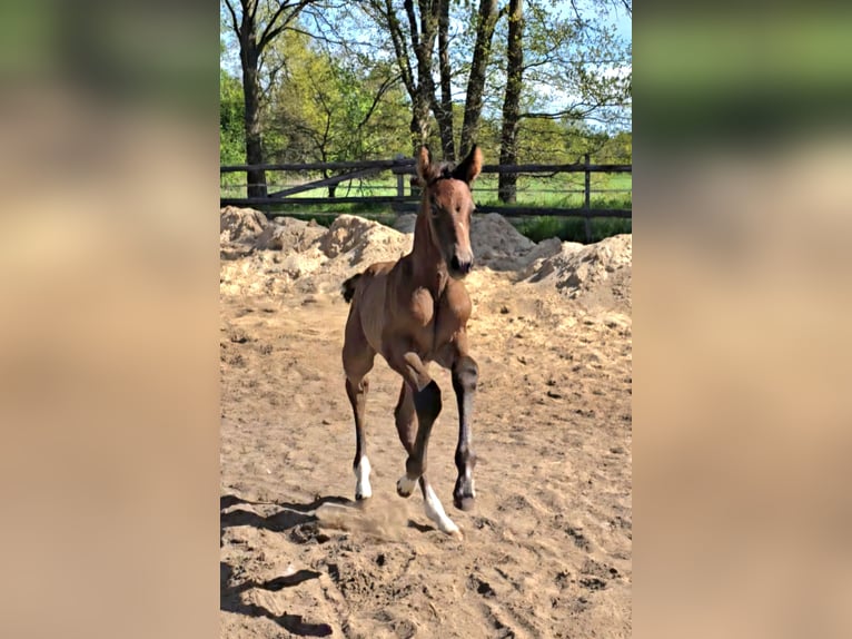 Hannoveraan Merrie  kan schimmel zijn in Schiffdorf
