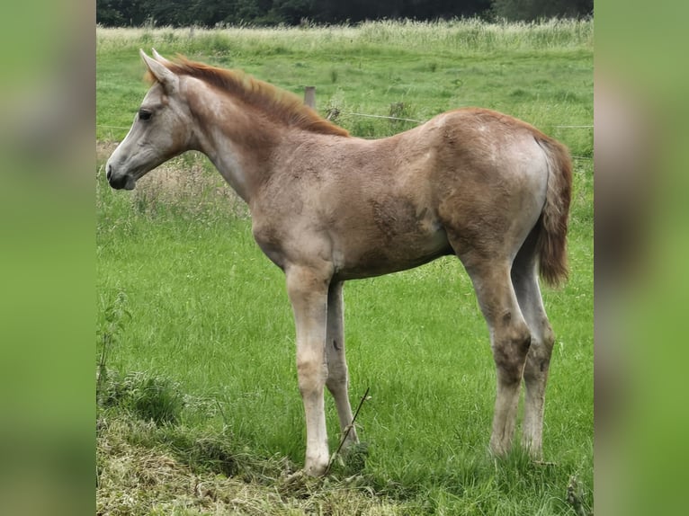 Hannoveraan Merrie Veulen (03/2026) kan schimmel zijn in Quendorf