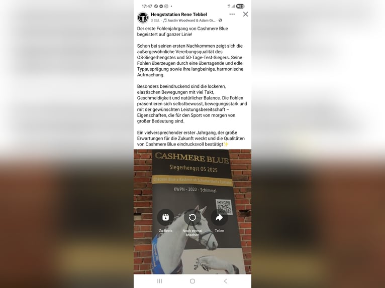 Hannoveraan Merrie Veulen (03/2026) kan schimmel zijn in Quendorf