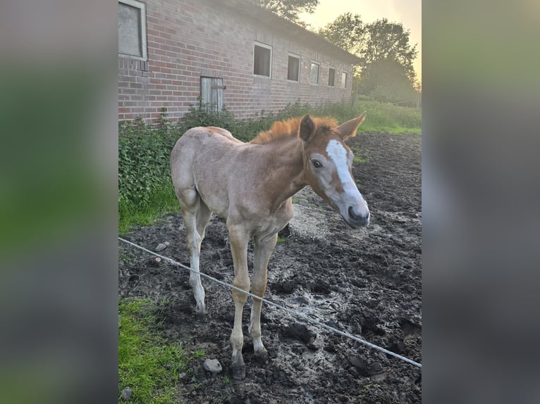 Hannoveraan Merrie Veulen (03/2026) kan schimmel zijn in Quendorf