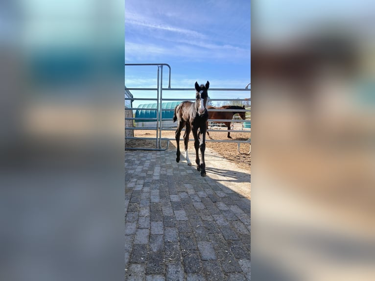 Hannoveraan Merrie  kan schimmel zijn in Kierspe