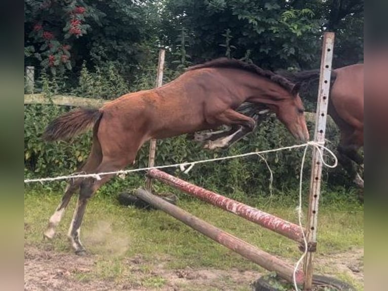 Hannoveraan Merrie veulen (04/2024) kan schimmel zijn in Wingst