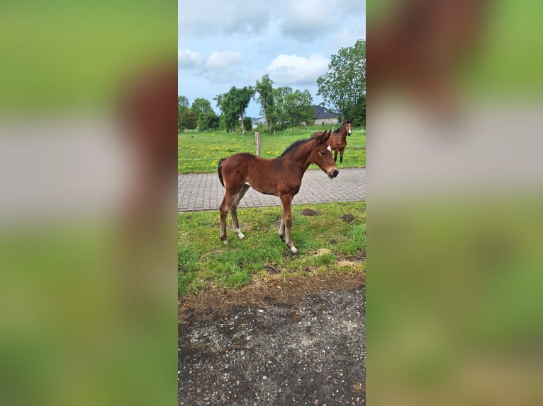 Hannoveraan Merrie Veulen (04/2025) in Dornum