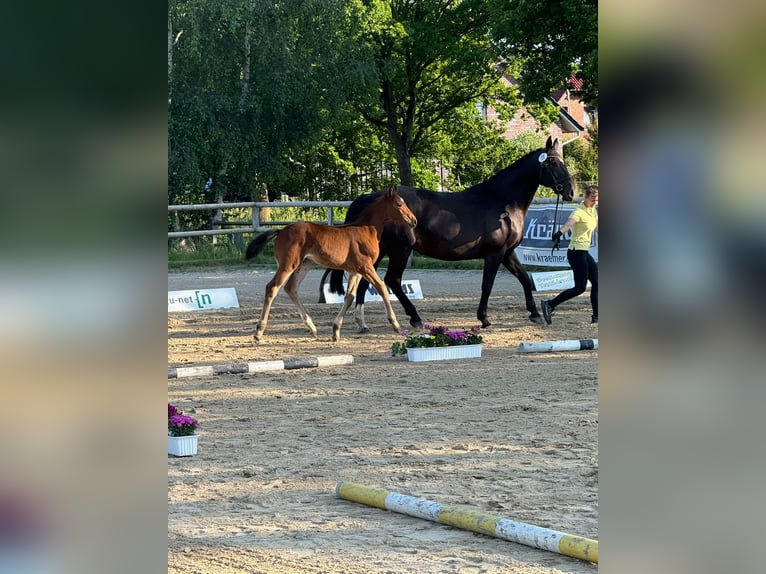 Hannoveraan Merrie Veulen (04/2025) in Dornum