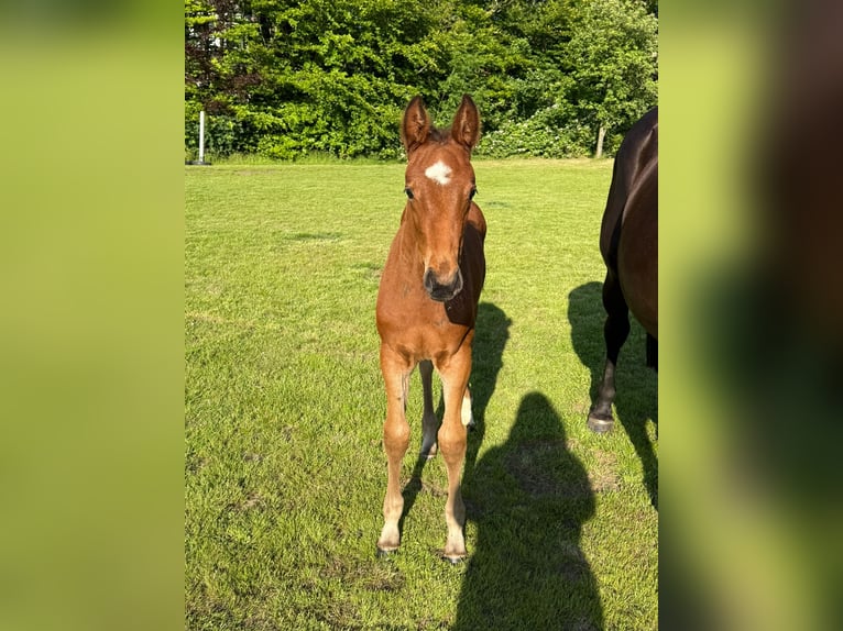 Hannoveraan Merrie Veulen (04/2025) in Dornum
