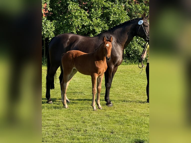 Hannoveraan Merrie Veulen (04/2025) in Dornum