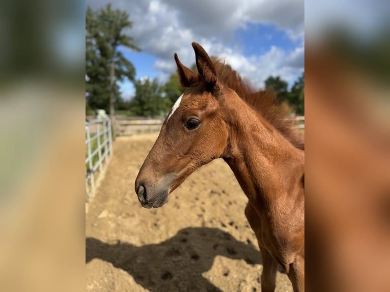 Hannoveraan Merrie Veulen (05/2025) Vos in Bissendorf