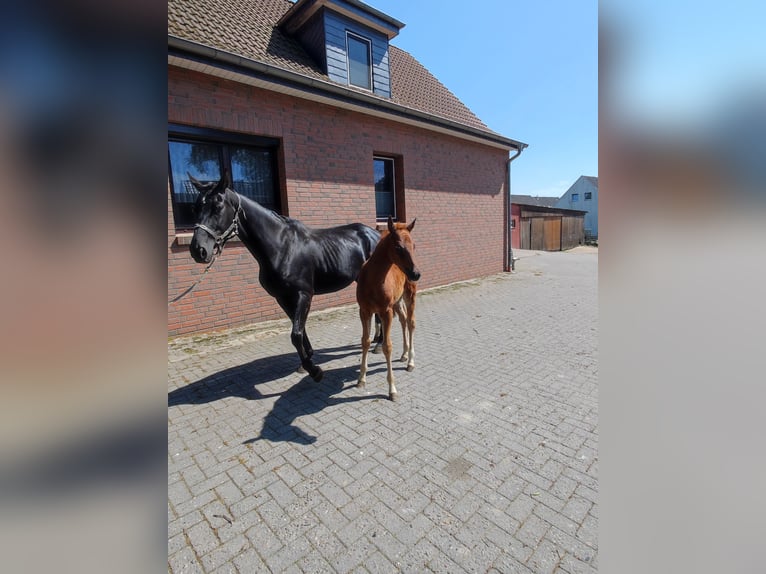 Hannoveraan Merrie  Vos in Langen