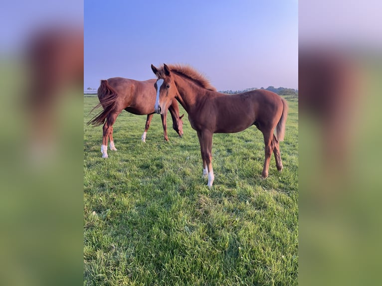 Hannoveraan Merrie veulen (04/2024) Vos in Wangerland