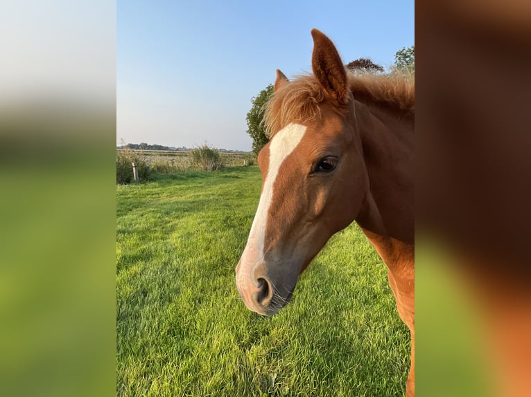 Hannoveraan Merrie veulen (04/2024) Vos in Wangerland