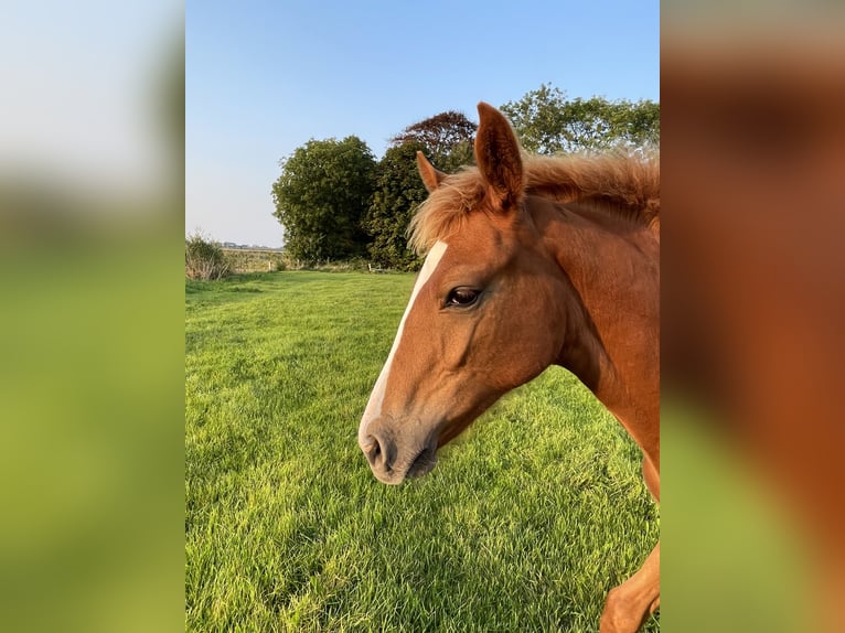 Hannoveraan Merrie veulen (04/2024) Vos in Wangerland