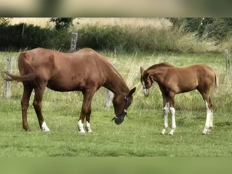 Hannoveraan Merrie  Vos in Quendorf