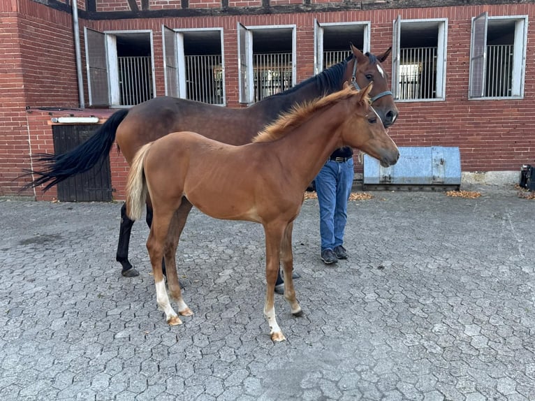 Hannoveraan Merrie Veulen (04/2025) Vos in Petershagen
