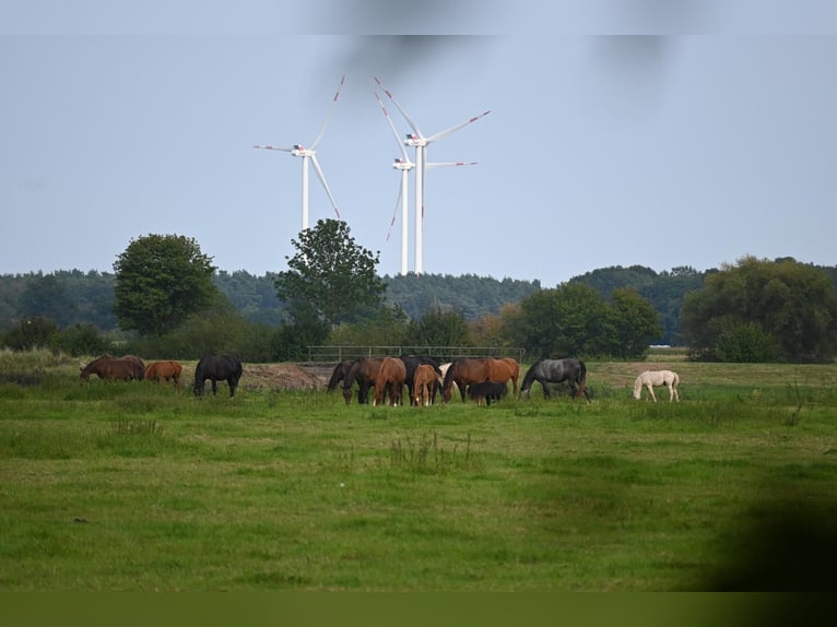 Hannoveraan Merrie veulen (06/2024) Zwart in Rethem