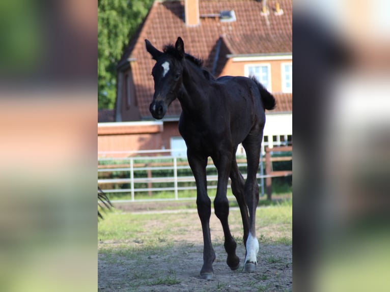 Hannoveraan Merrie Veulen (05/2025) Zwart in Verden (Aller)