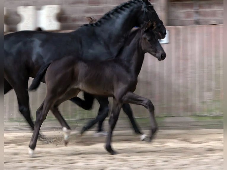 Hannoveraan Merrie Veulen (03/2026) Zwart in Schwülper