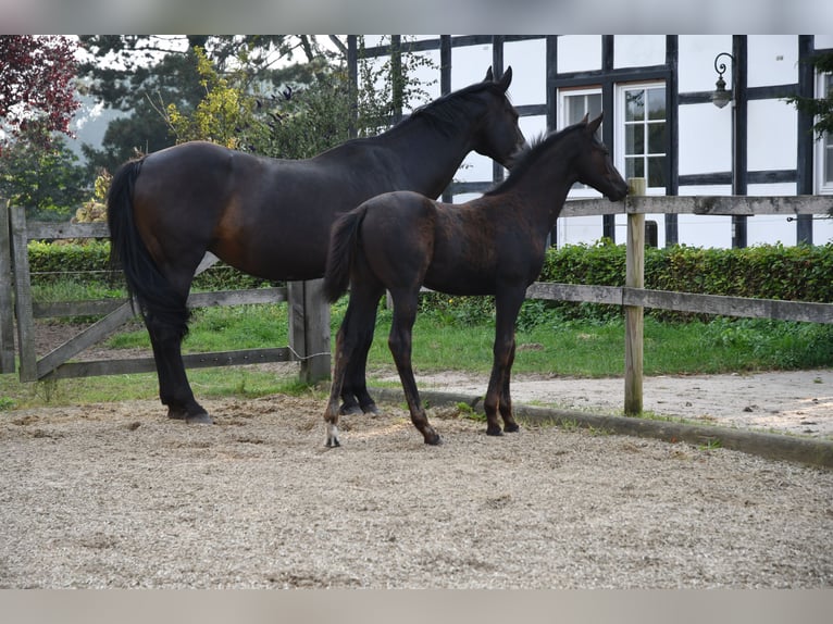 Hannoveraan Merrie veulen (05/2024) Zwart in Osnabrück