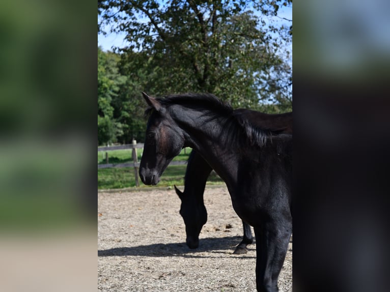 Hannoveraan Merrie veulen (05/2024) Zwart in Osnabrück