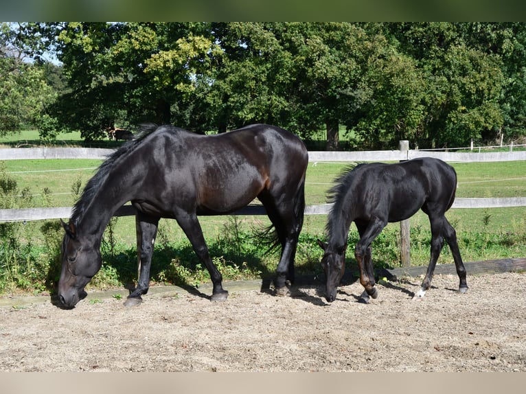 Hannoveraan Merrie veulen (05/2024) Zwart in Osnabrück