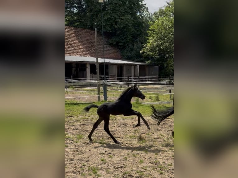 Hannoveraan Merrie Veulen (05/2026) Zwart in Löhne
