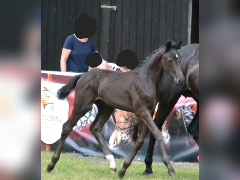 Hannoveraan Merrie Veulen (04/2025) Zwart in M&#xFC;den (Aller)