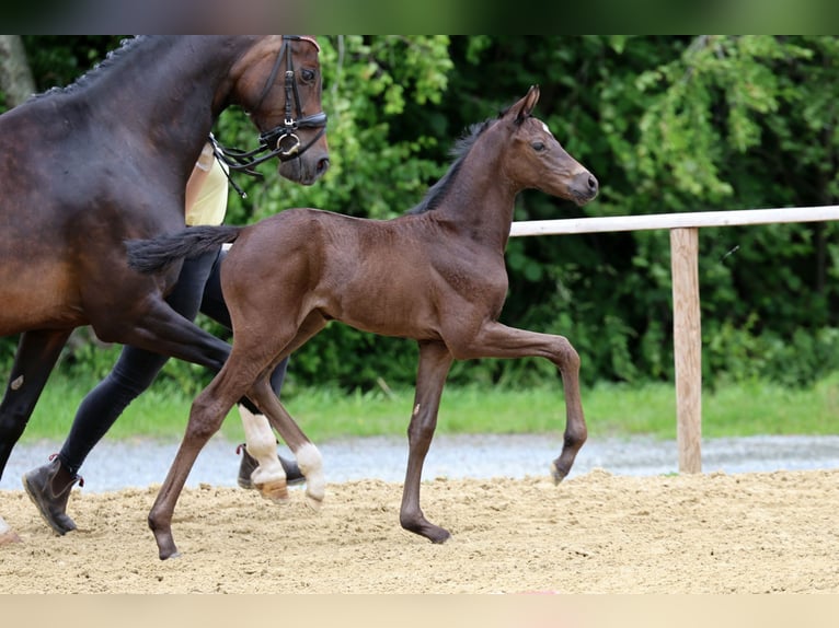 Hannoveraan Merrie Veulen (05/2026) Zwart in Wingst