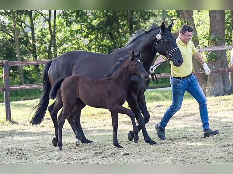 Hannoveraan Merrie  Zwart in Breddorf