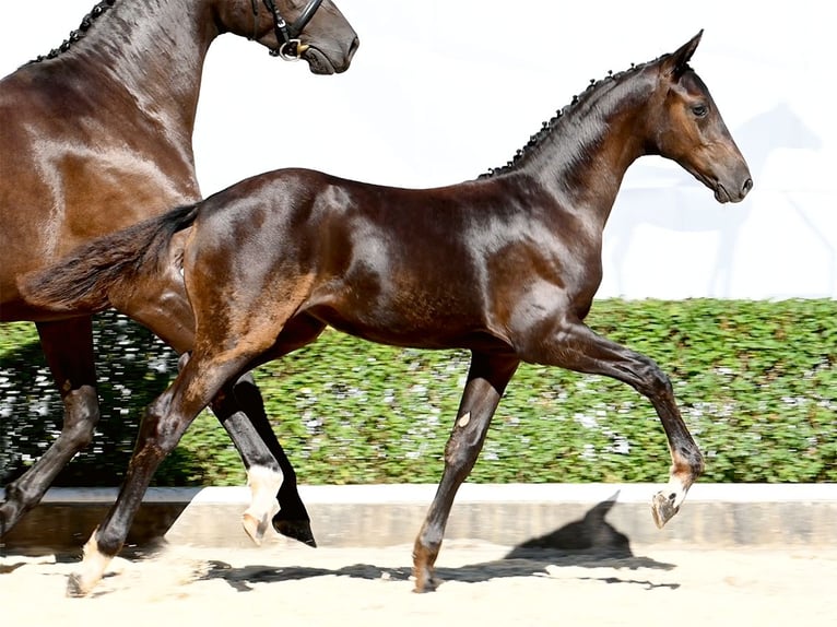 Hannoveraan Merrie veulen (04/2024) Zwartbruin in Bad Bevensen