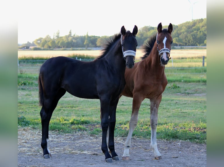 Hannoveraan Merrie Veulen (04/2025) Zwartbruin in Hohenhameln