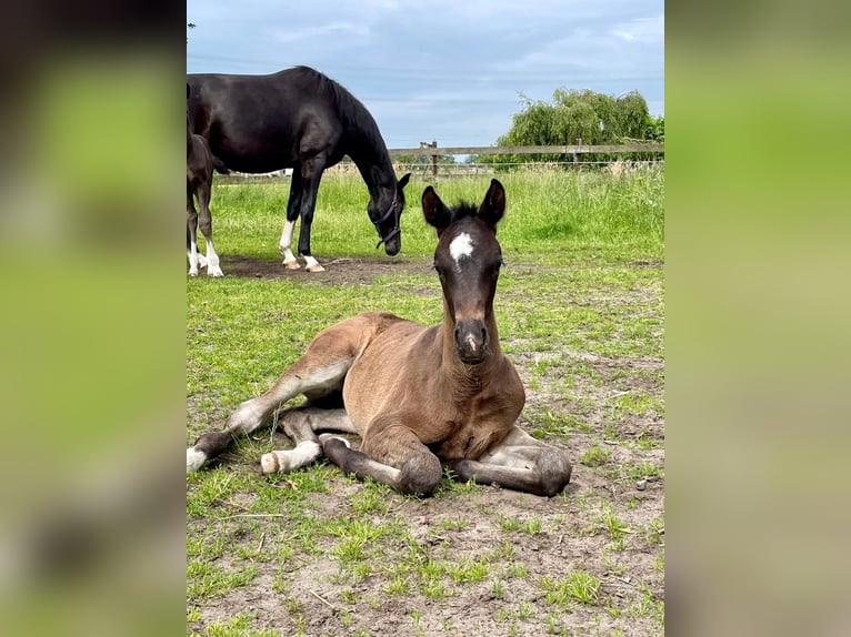 Hannoveraan Merrie veulen (05/2024) Zwartbruin in Stemwede