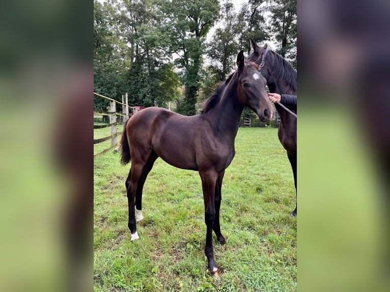 Hannoveraan Merrie veulen (05/2024) Zwartbruin in Stemwede