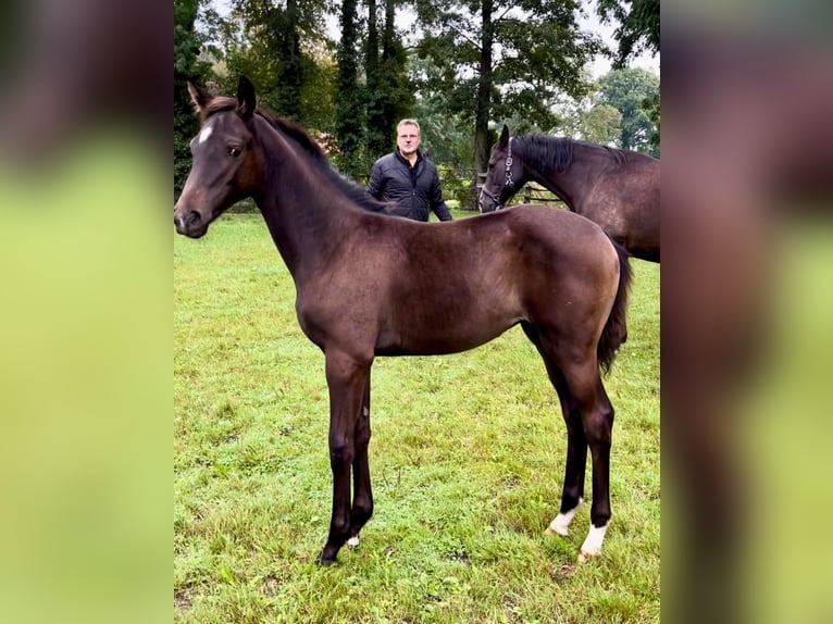 Hannoveraan Merrie veulen (05/2024) Zwartbruin in Stemwede