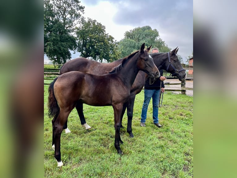 Hannoveraan Merrie veulen (05/2024) Zwartbruin in Stemwede