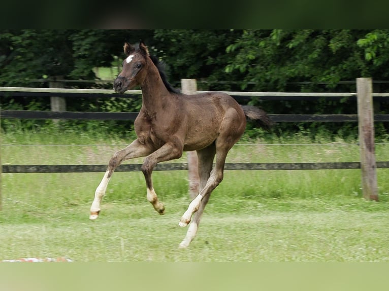 Hannoveraan Merrie veulen (04/2024) Zwartbruin in Werlte