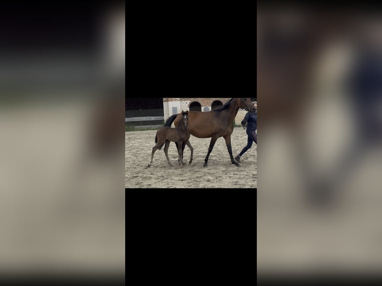 Hannoveraan Merrie Veulen (05/2026) Zwartbruin in Schöningen